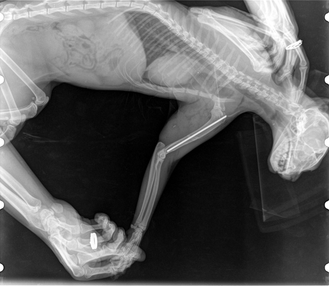 Рентген снимок перелом собаки